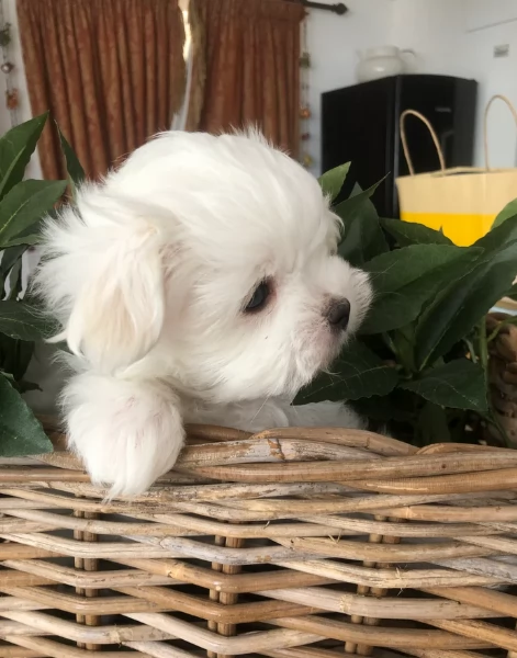 Regalo piccolissima cuccioli di Maltese per ladozione | Foto 4