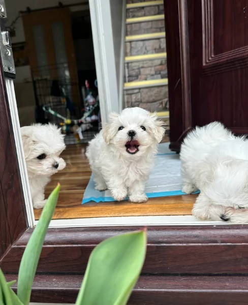 Regalo piccolissima cuccioli di Maltese per ladozione | Foto 0