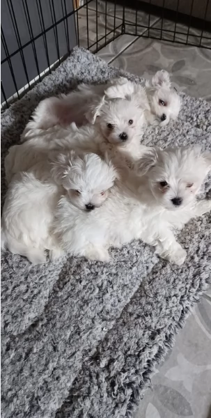 Regalo piccolissima cuccioli di Maltese per ladozione | Foto 2