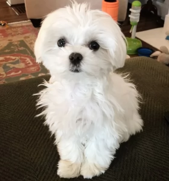 Regalo piccolissima cuccioli di Maltese per ladozione | Foto 0