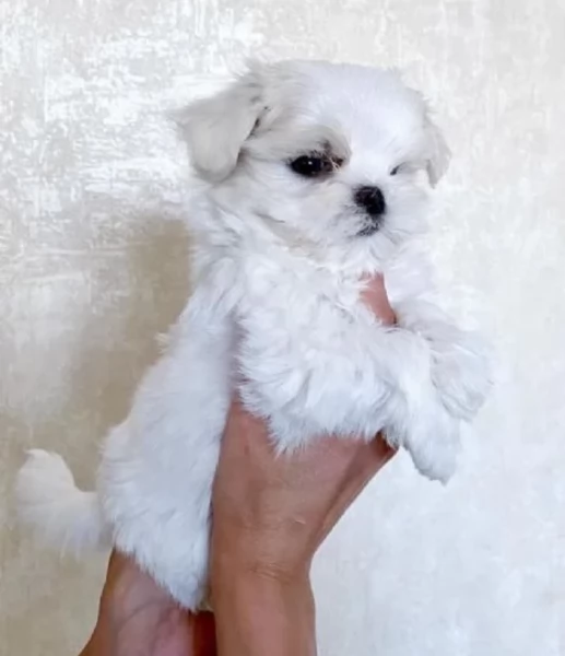 Regalo piccolissima cuccioli di Maltese per ladozione | Foto 1