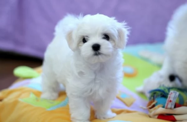 Regalo piccolissima cuccioli di Maltese per ladozione | Foto 4