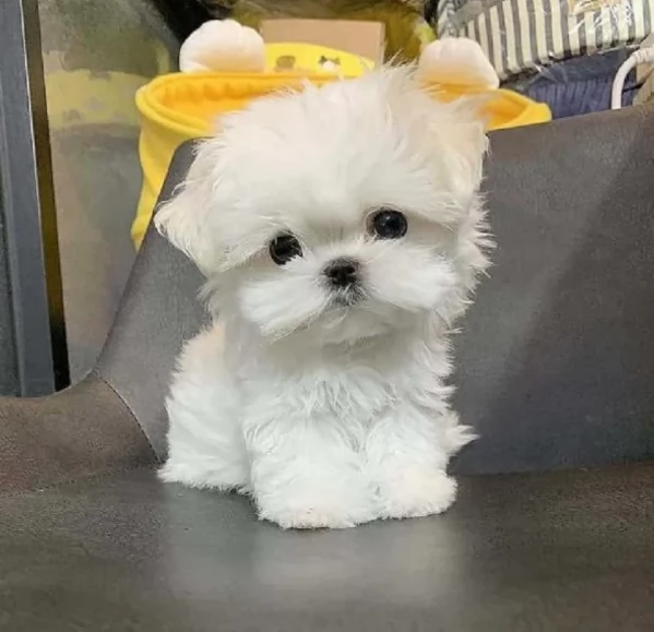 Regalo piccolissima cuccioli di Maltese per ladozione | Foto 3