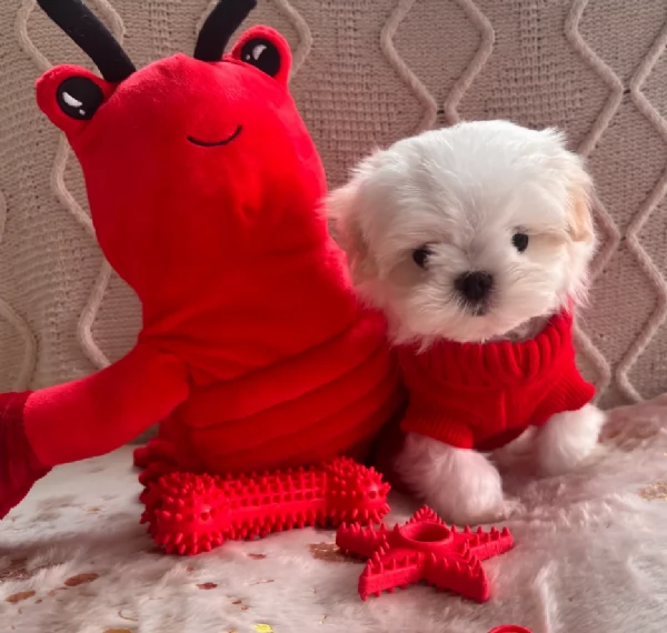  per adozione 3 Maltese di razza pura