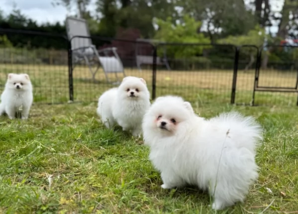 cuccioli di pomerania di piccola taglia per adozione | Foto 1