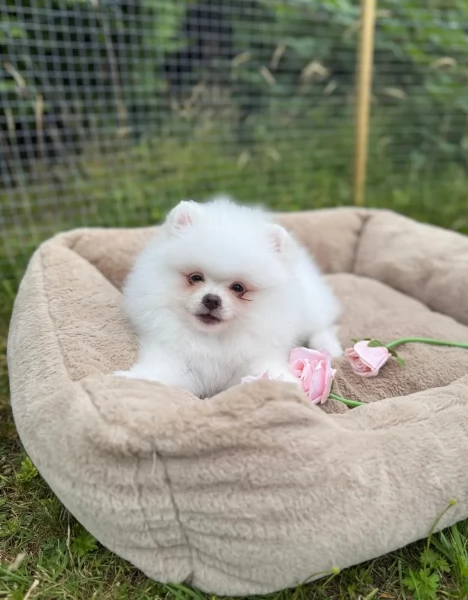 cuccioli di pomerania di piccola taglia per adozione | Foto 5