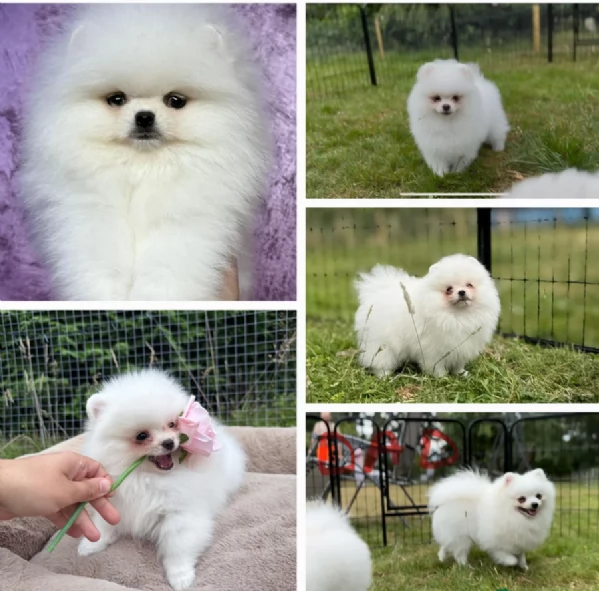 cuccioli di pomerania di piccola taglia per adozione | Foto 4