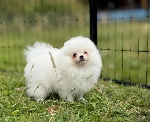 cuccioli di pomerania di piccola taglia per adozione | Foto 3