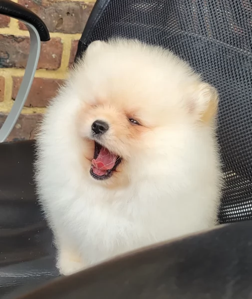 cuccioli di pomerania di piccola taglia per adozione | Foto 2