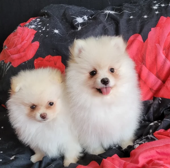 cuccioli di pomerania di piccola taglia per adozione | Foto 1