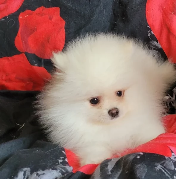 cuccioli di pomerania di piccola taglia per adozione | Foto 0