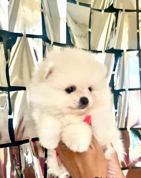 cuccioli di pomerania di piccola taglia per adozione | Foto 6