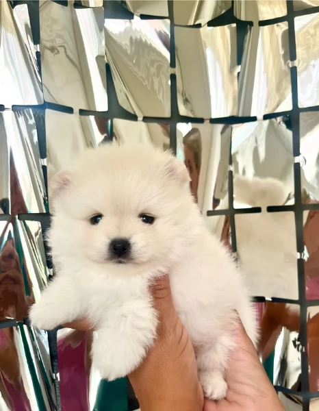 cuccioli di pomerania di piccola taglia per adozione | Foto 5