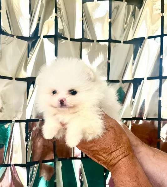 cuccioli di pomerania di piccola taglia per adozione