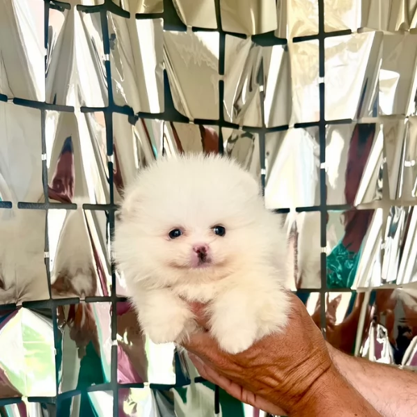 cuccioli di pomerania di piccola taglia per adozione | Foto 4