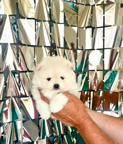 cuccioli di pomerania di piccola taglia per adozione | Foto 3