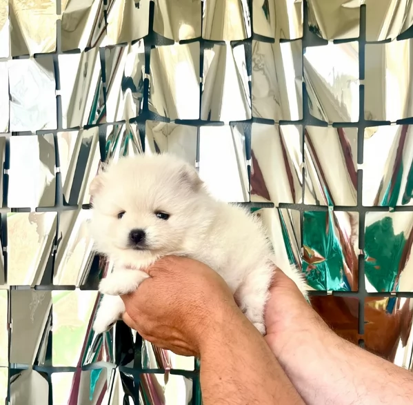 cuccioli di pomerania di piccola taglia per adozione | Foto 2