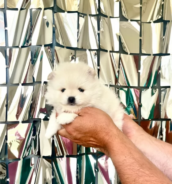 cuccioli di pomerania di piccola taglia per adozione | Foto 1