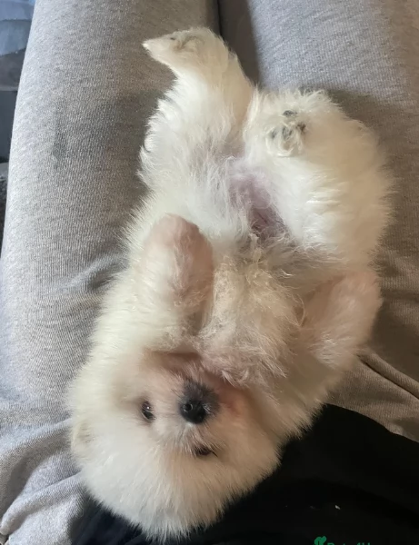 cuccioli di pomerania di piccola taglia per adozione | Foto 3