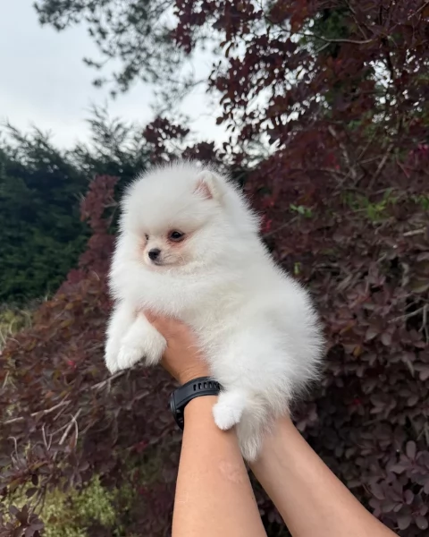 cuccioli di pomerania di piccola taglia per adozione | Foto 4