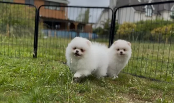cuccioli di pomerania di piccola taglia per adozione | Foto 3