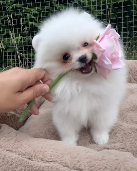cuccioli di pomerania di piccola taglia per adozione | Foto 2