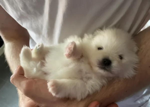 cuccioli di pomerania di piccola taglia per adozione | Foto 6