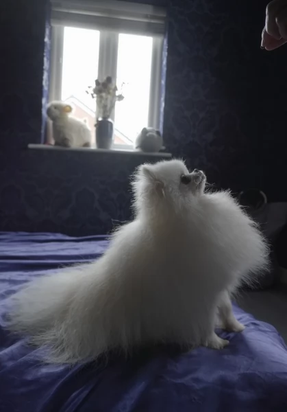 cuccioli di pomerania di piccola taglia per adozione | Foto 5