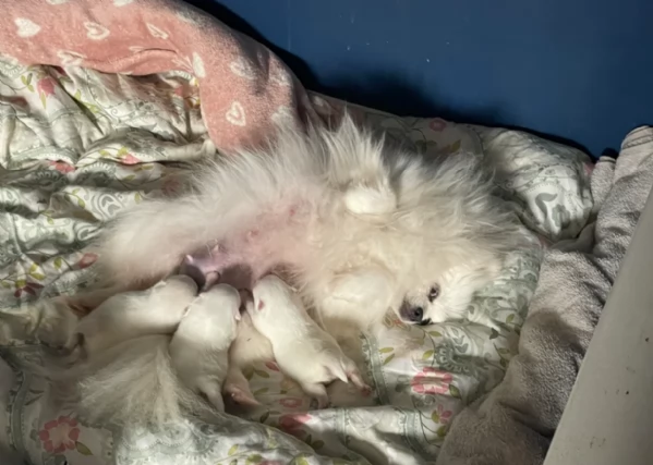 cuccioli di pomerania di piccola taglia per adozione | Foto 4