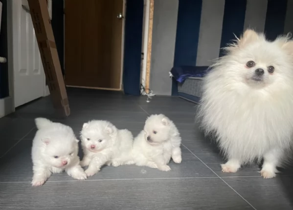cuccioli di pomerania di piccola taglia per adozione | Foto 2