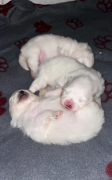 cuccioli di pomerania di piccola taglia per adozione | Foto 1