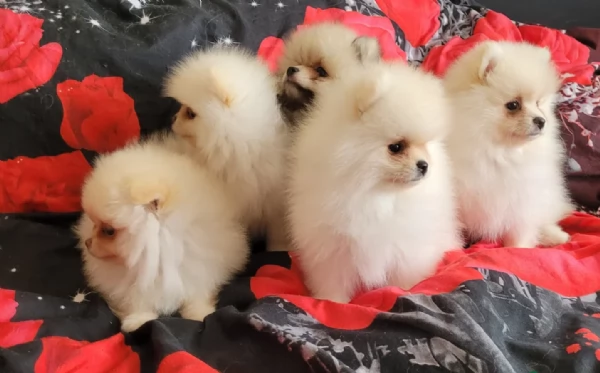cuccioli di pomerania di piccola taglia per adozione | Foto 1