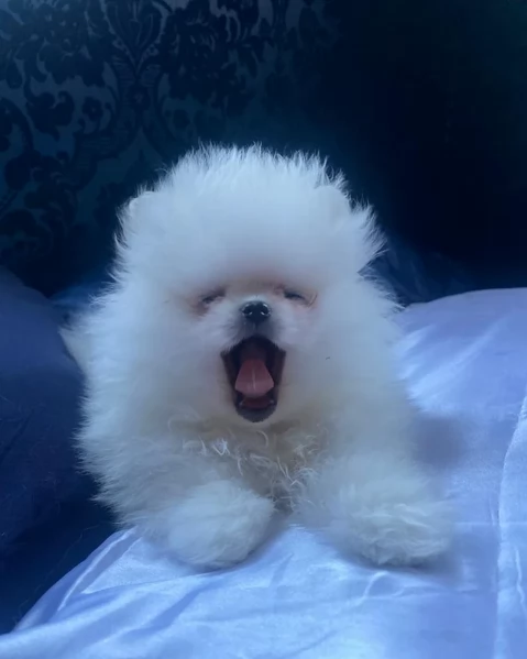 cuccioli di pomerania di piccola taglia per adozione | Foto 0