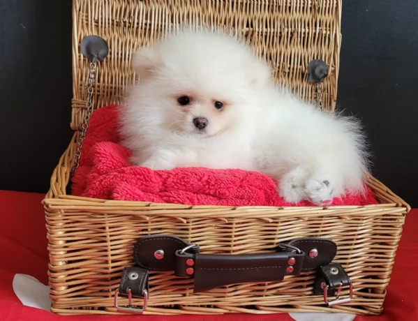 cuccioli di pomerania di piccola taglia per adozione | Foto 1