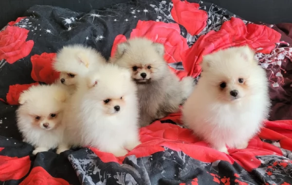 cuccioli di pomerania di piccola taglia per adozione | Foto 5