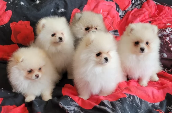 cuccioli di pomerania di piccola taglia per adozione | Foto 3