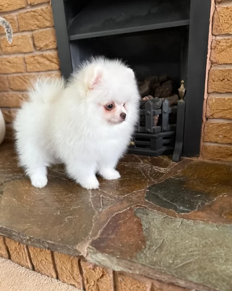cuccioli di pomerania di piccola taglia per adozione | Foto 2