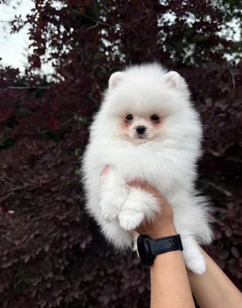 cuccioli di pomerania di piccola taglia per adozione | Foto 1