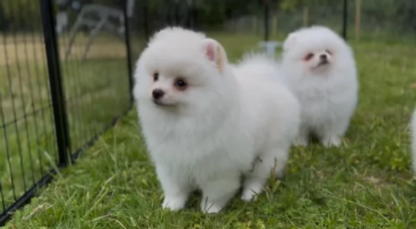 cuccioli di pomerania di piccola taglia per adozione | Foto 0