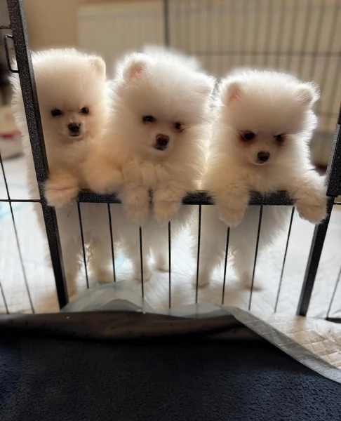 meraviglioso cucciolo di Pomerania per adozione | Foto 0