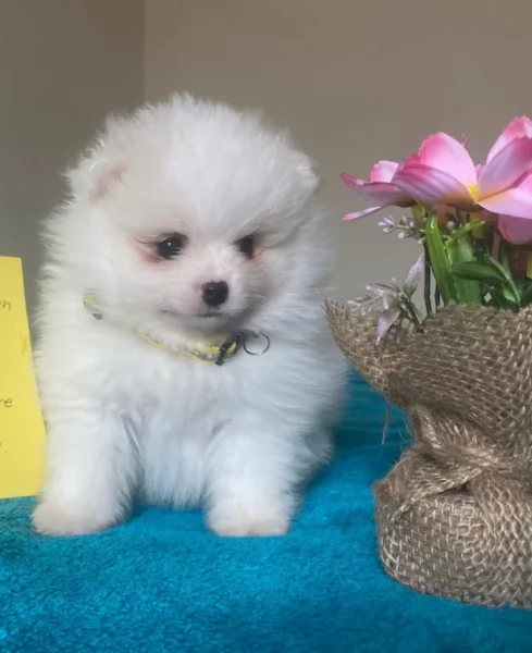 meraviglioso cucciolo di Pomerania per adozione | Foto 5