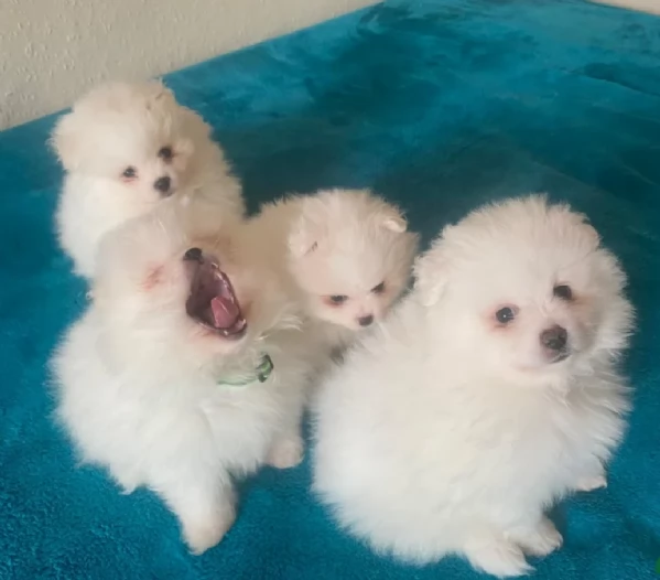 meraviglioso cucciolo di Pomerania per adozione | Foto 4