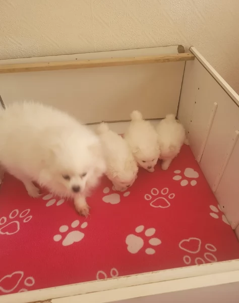 meraviglioso cucciolo di Pomerania per adozione | Foto 3
