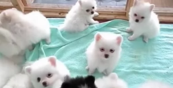 meraviglioso cucciolo di Pomerania per adozione | Foto 1
