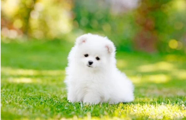 meraviglioso cucciolo di Pomerania per adozione | Foto 4