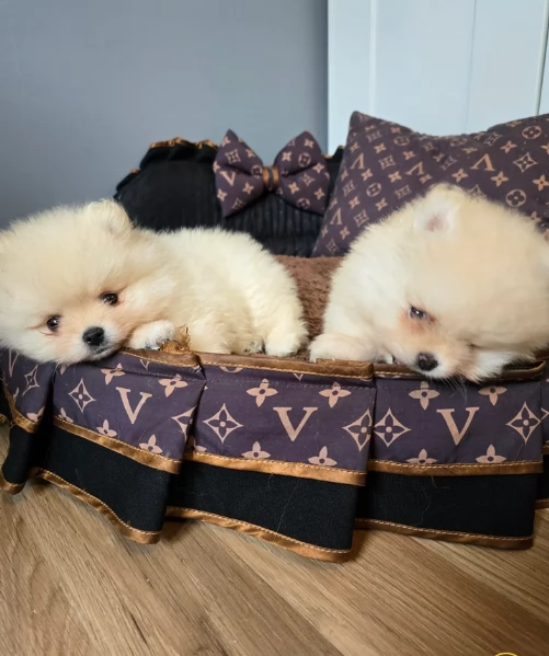 meraviglioso cucciolo di Pomerania per adozione | Foto 2
