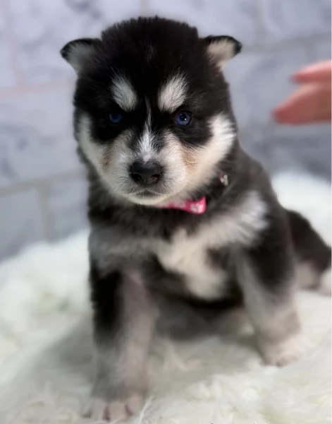  meraviglioso cuccioli di Husky per ladozione | Foto 5