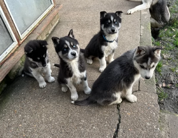  meraviglioso cuccioli di Husky per ladozione | Foto 5