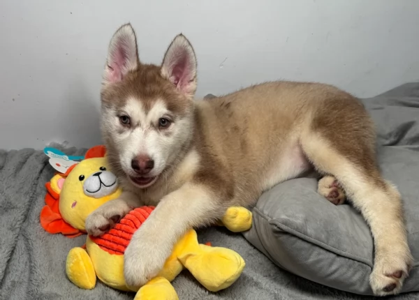  meraviglioso cuccioli di Husky per ladozione | Foto 4