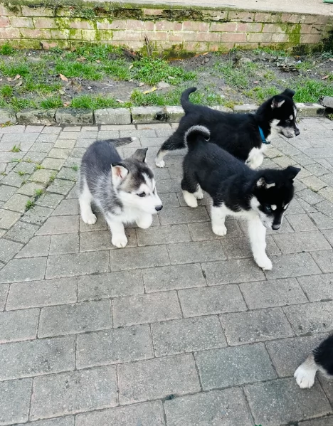  meraviglioso cuccioli di Husky per ladozione | Foto 5